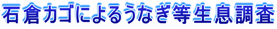 石倉カゴによるうなぎ等生息調査 